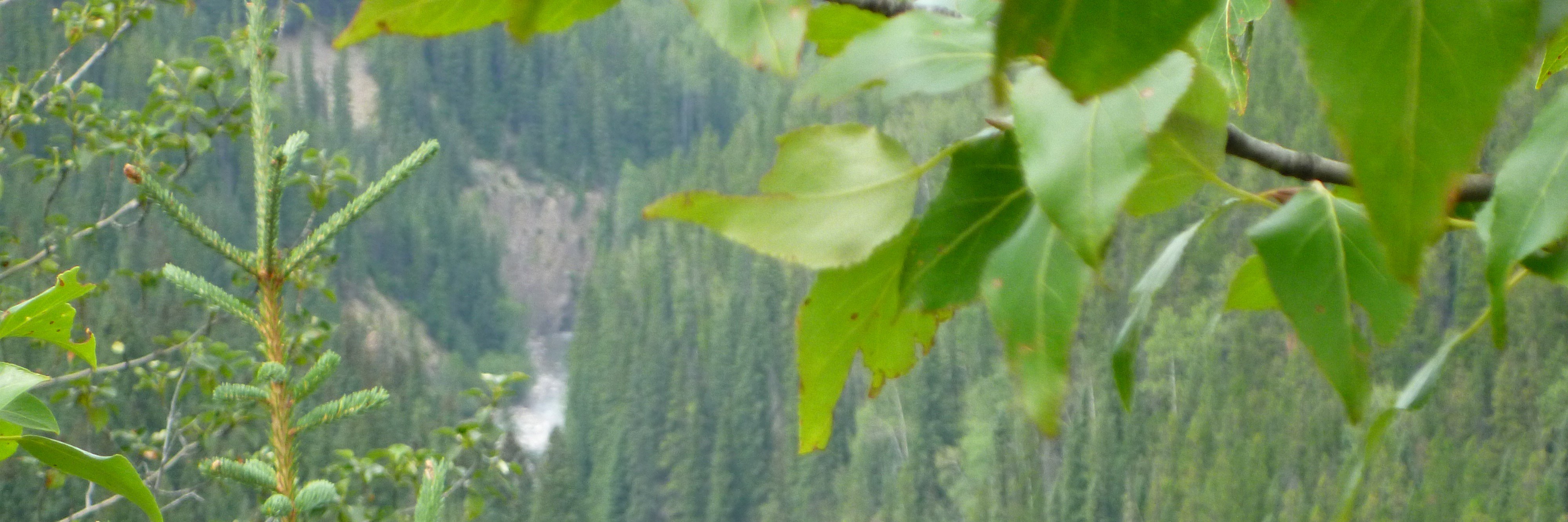 Robert Froese banner