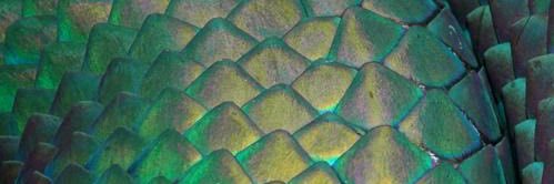 𝒷𝓇𝑒𝓌𝓉𝒶𝓁𝒾𝓉𝓎 🐉 🔜 𝐵𝓁𝒾𝓏𝓏𝒞𝑜𝓃 '26 banner