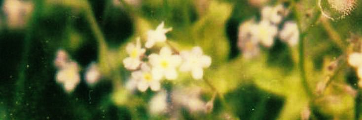 rach banner