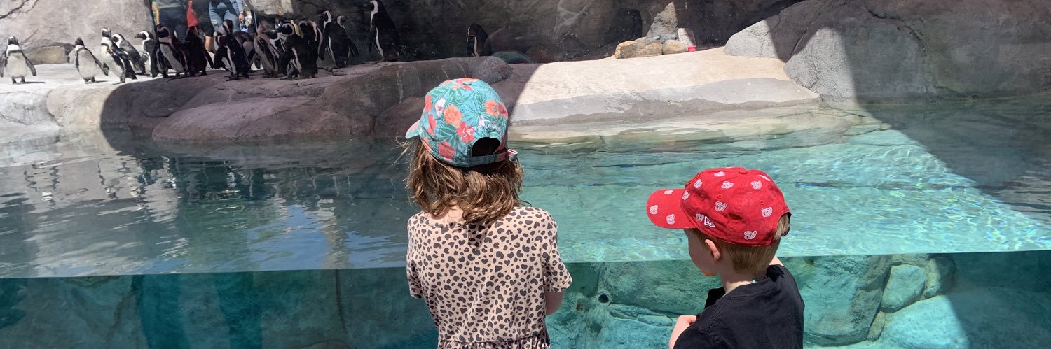 Allison Sherry banner