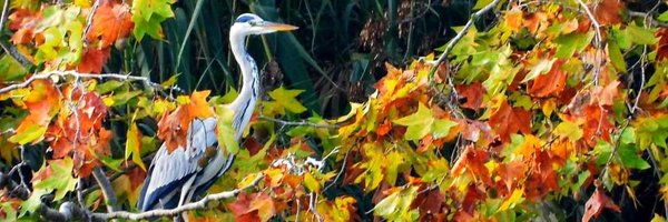 deltalatorder_a Profile Banner