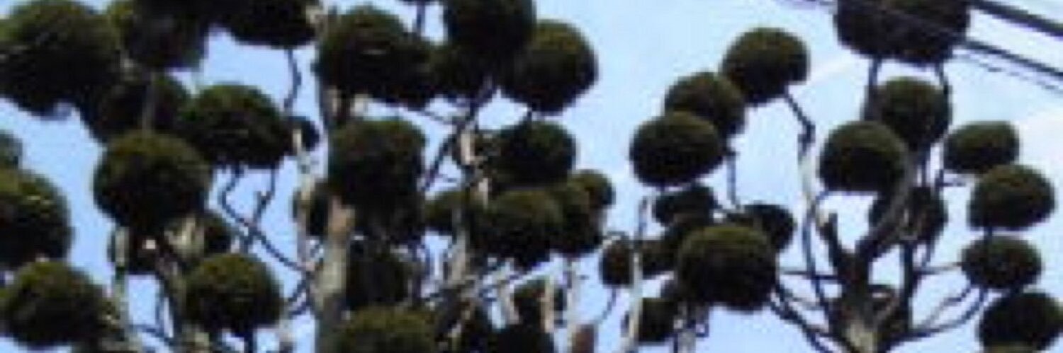 佐野 ひとみ banner