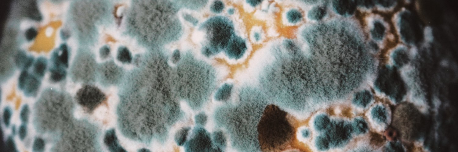 🦠Moldy🦠 banner