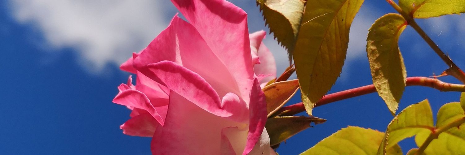 hannah_Xx's profile banner image
