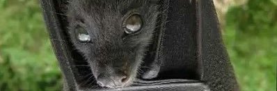 basil | READ MY DNI!!!'s banner