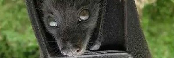BasilTheFirefly Profile Banner