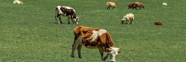 nextify2024 Profile Banner