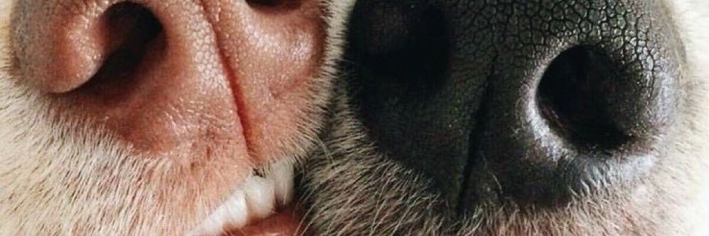 duudarechi's profile banner image