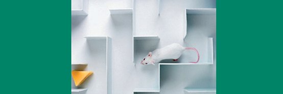 Physiology & Behavior's banner