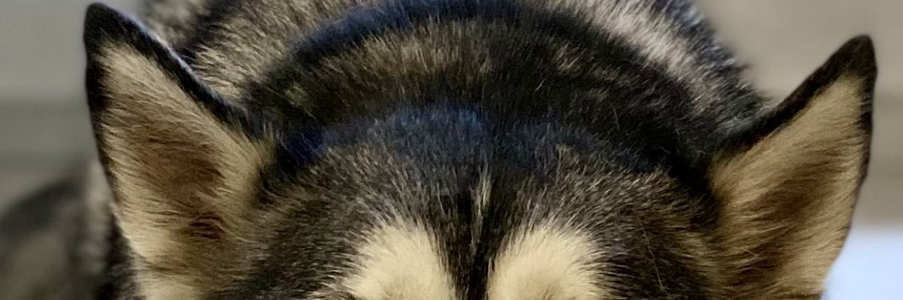 daancastr's profile banner image
