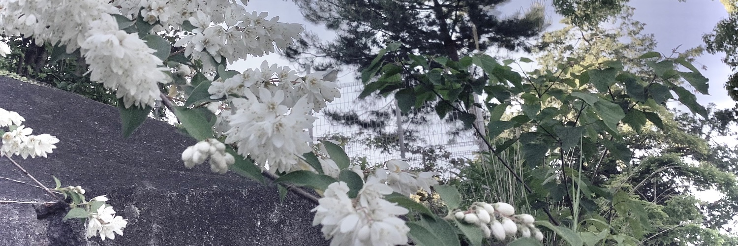 鳥野雄吾🐣's banner
