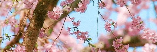 bibics .*+ banner