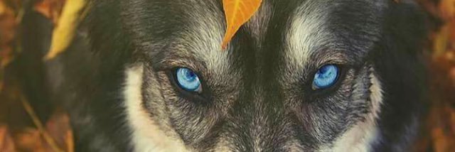 pok3good's profile banner image