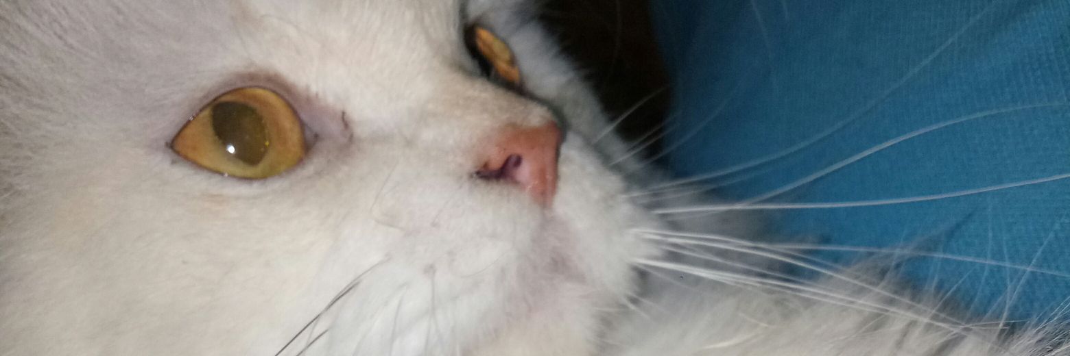 kittywuw's profile banner image