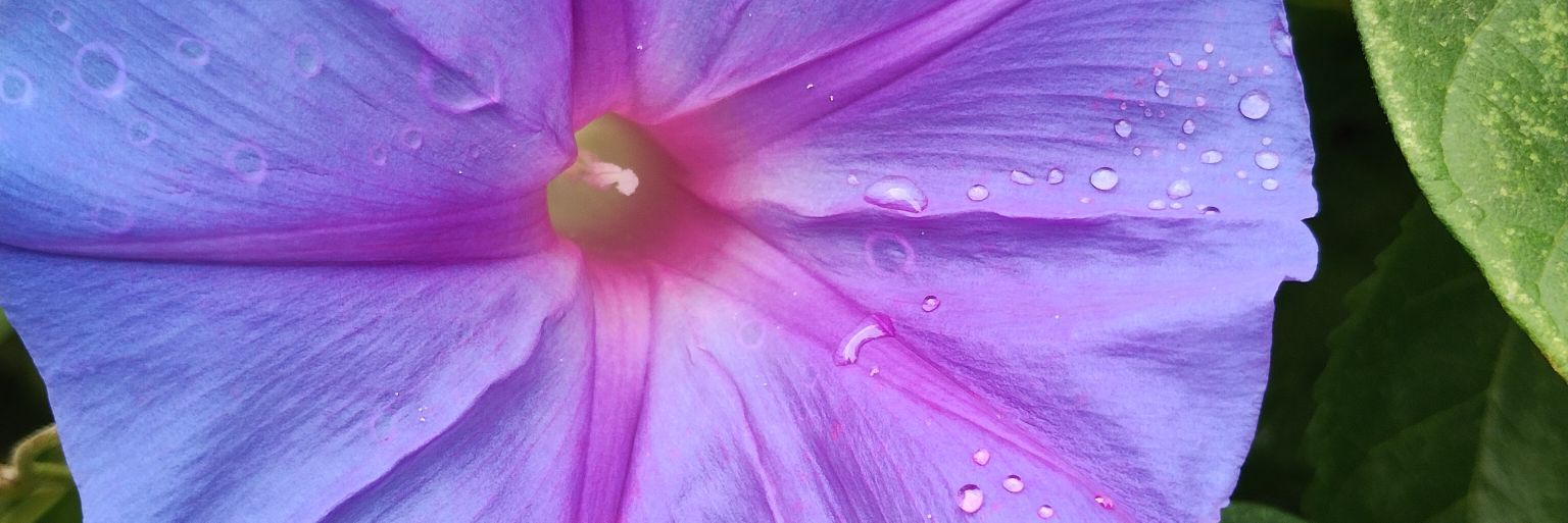 Bárbara Dibene banner