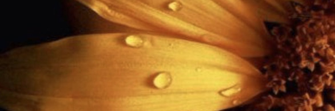 JessRabideau's profile banner image