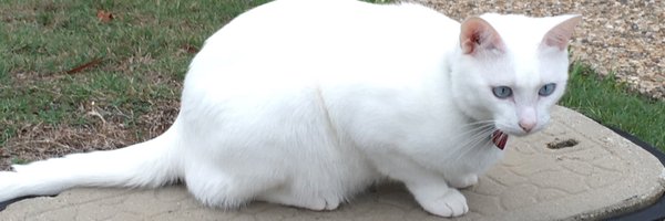 sorachica Profile Banner