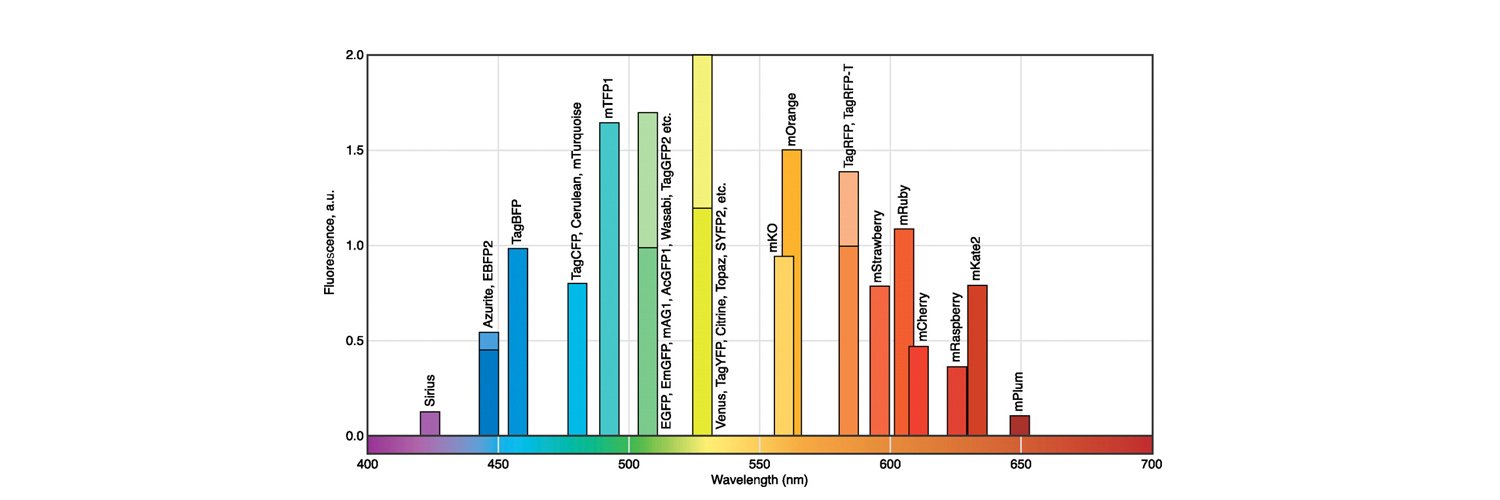Bishara Marzook banner