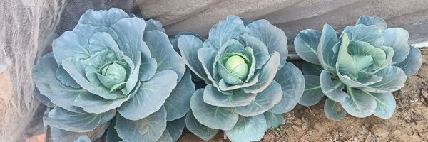 Aaashishsharmaa Profile Banner