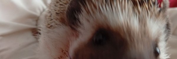 shladerhere Profile Banner