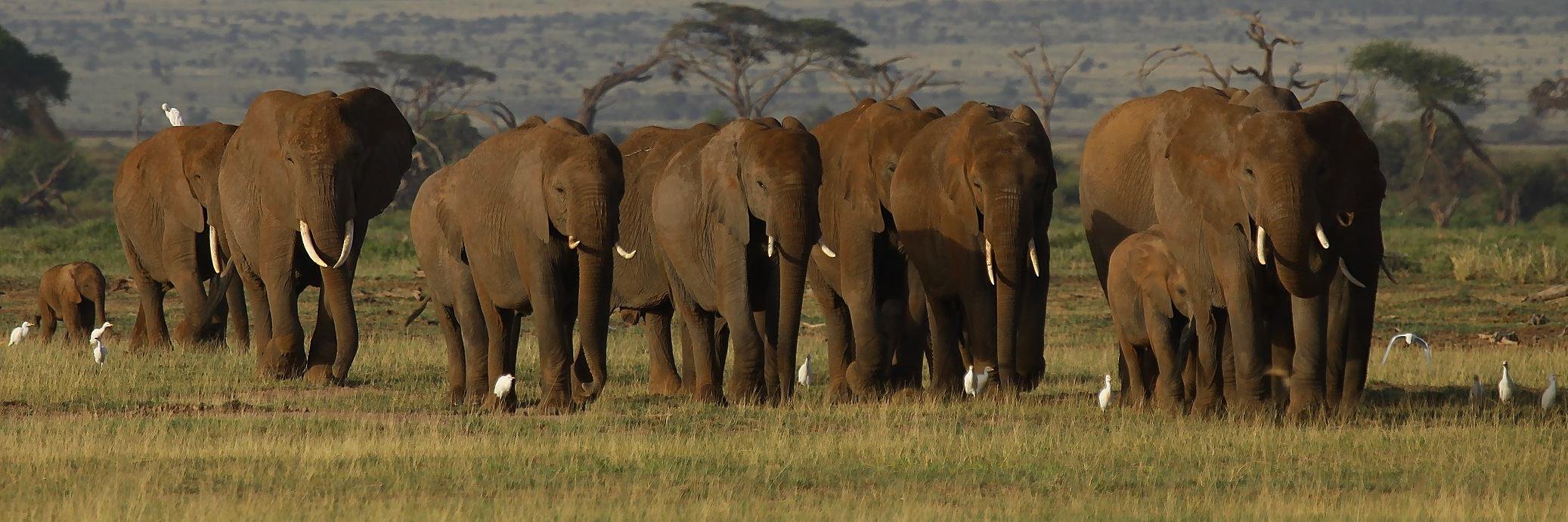 AfricanSafaris's profile banner image