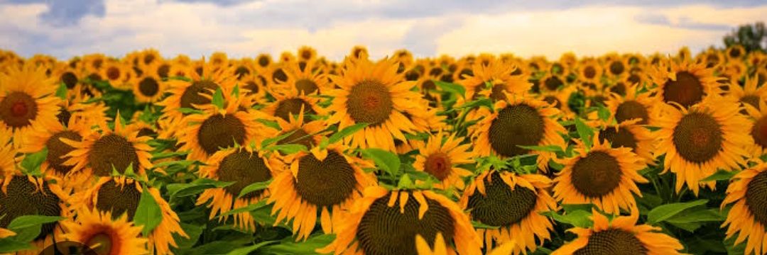 มะ'มิ้น banner