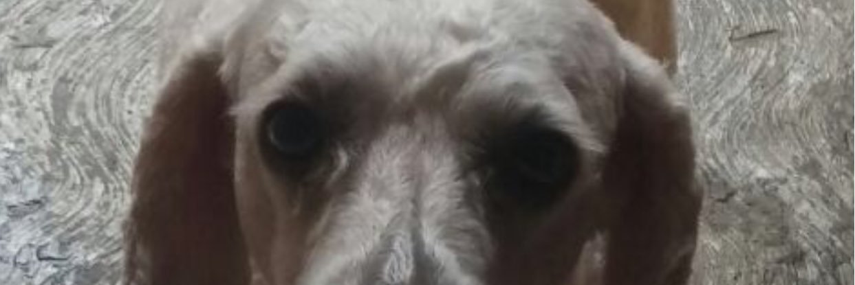 MuffinSilver's profile banner image