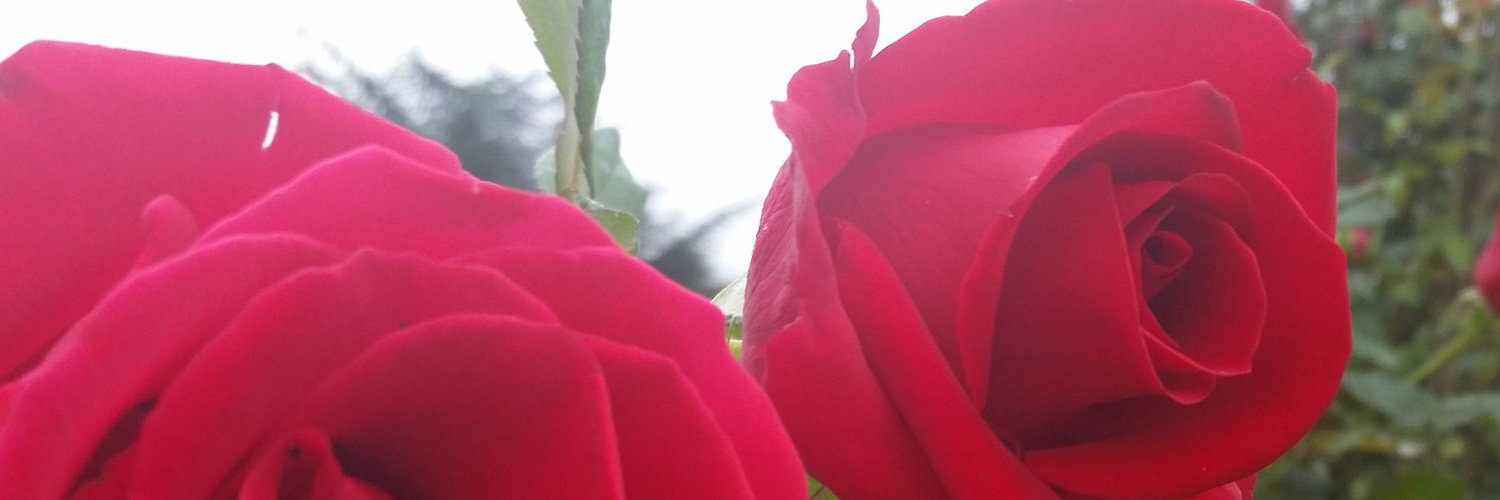 Megan 🌷 banner