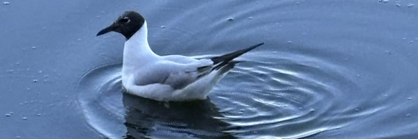 rut85826 Profile Banner