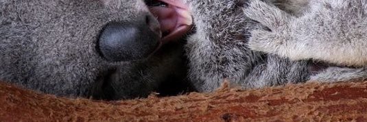 koalayefri's profile banner image