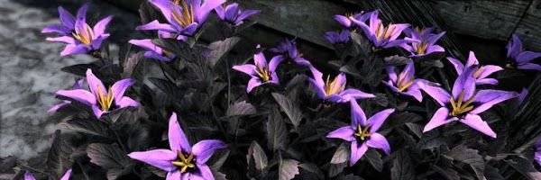 🍉・❥‧₊˚ NIGHTSHADE. | ✦ˑ ִֶ 𓂃⊹ banner