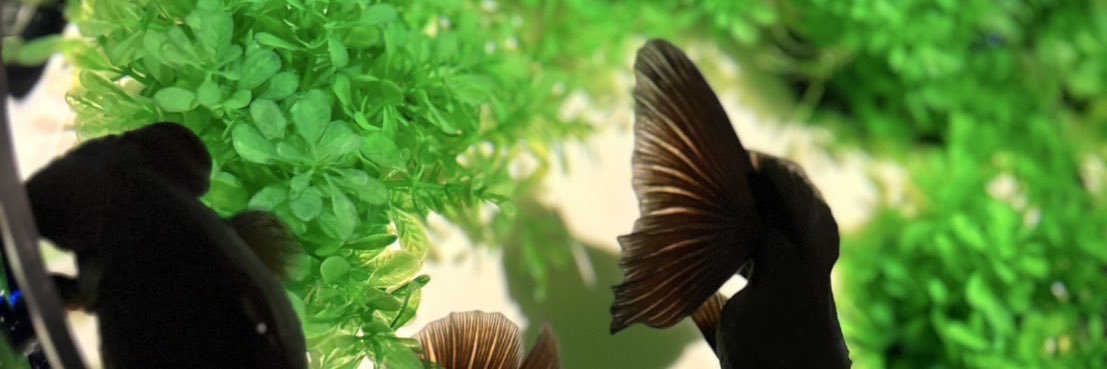 censyua's profile banner image