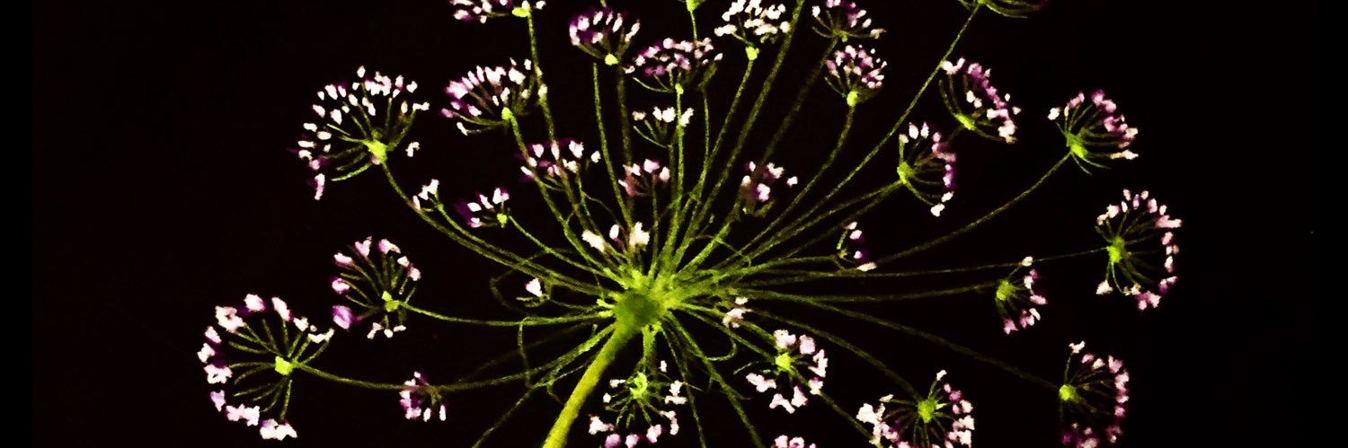 𝚊𝚙𝚊𝚛𝚗𝚊 banner