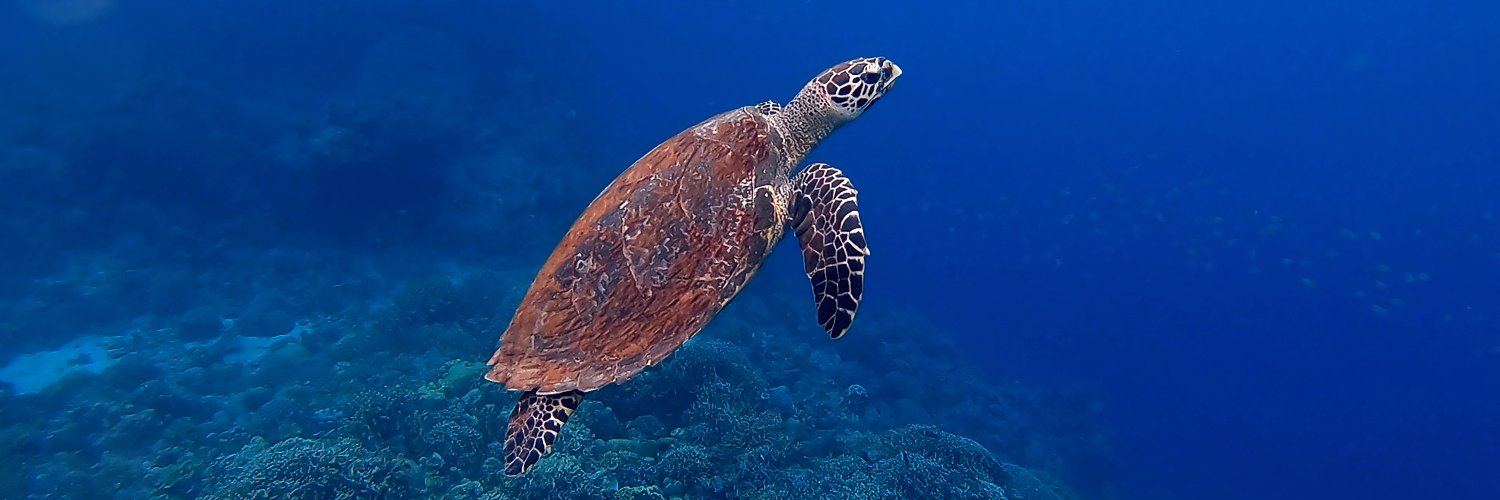 Loggerhead Ventures banner