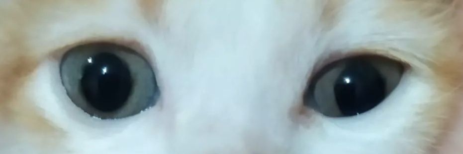 open adopt kucing tangerang banner