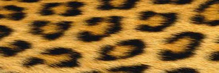 seoblackette's profile banner image