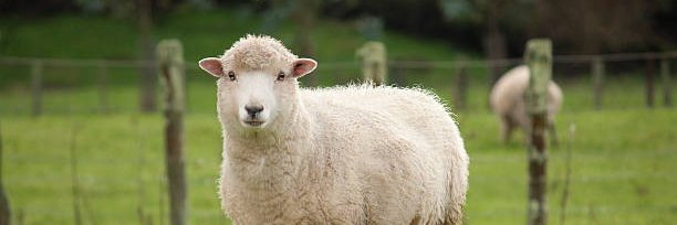Sheepy.apt | Alex banner