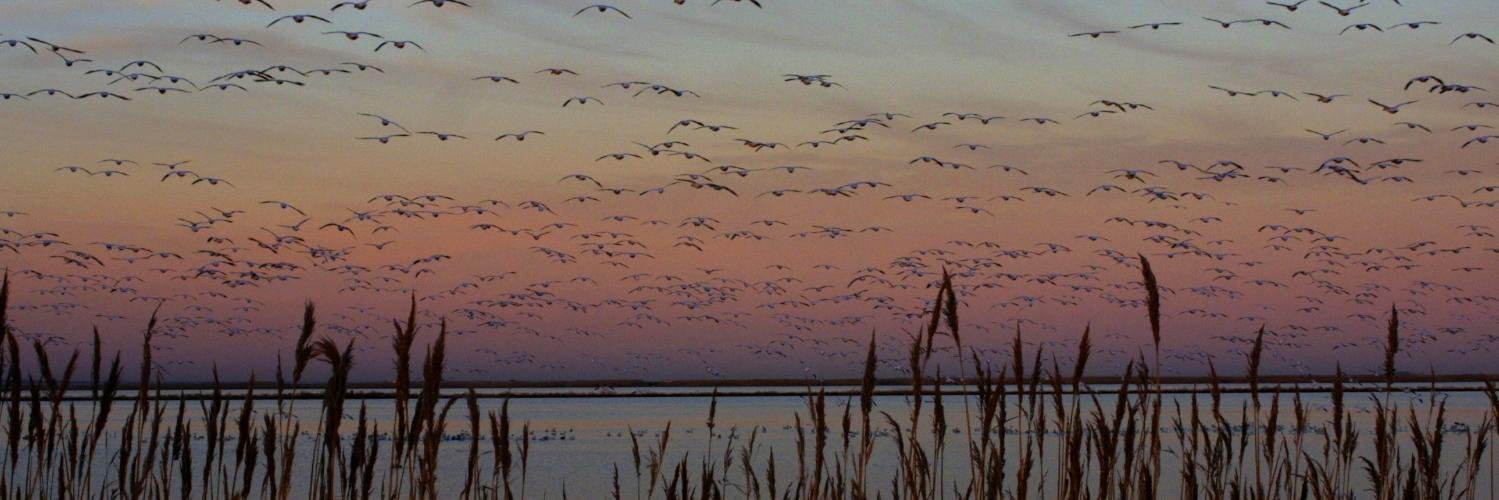 Bird_Journal's profile banner image