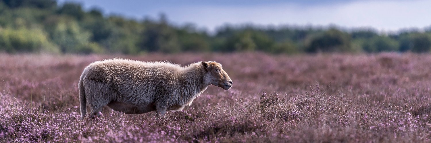 Weerverteller.nl banner