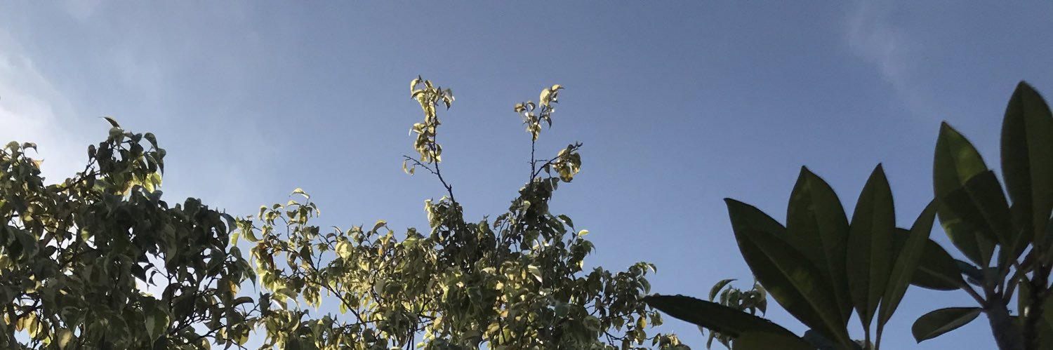 atikabear's profile banner image