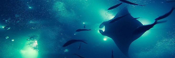 ٠࣪ ZINE !𓆝 fish oomf banner