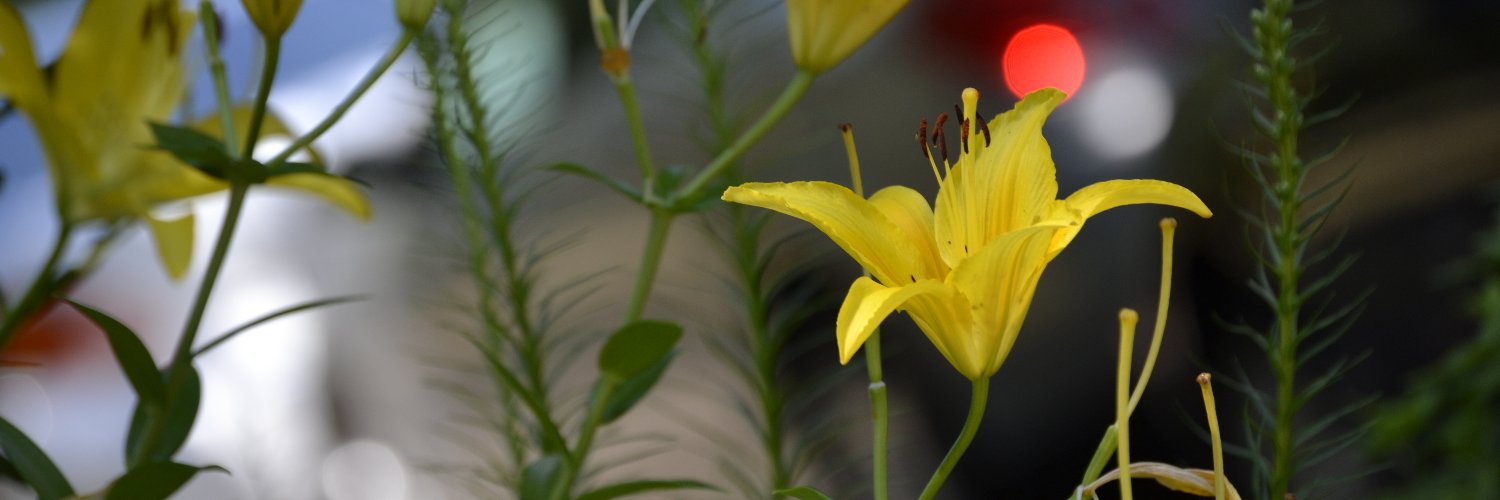 donnashultz's profile banner image