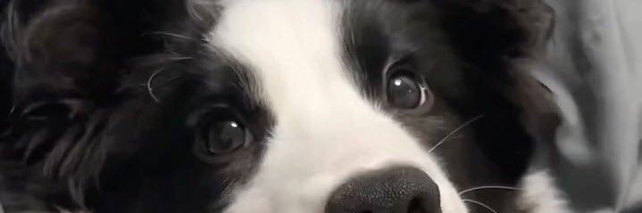 *P🐶 (late reply) banner