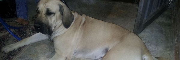 leon081991 Profile Banner