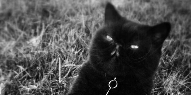 stephmulho's profile banner image