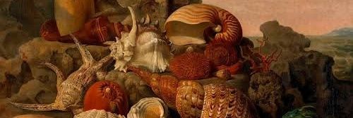 tortoisequeef's banner