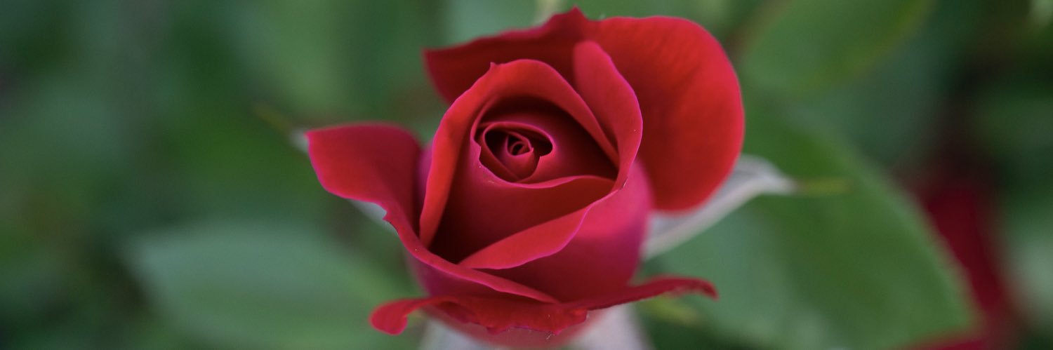 Marion Murphy banner