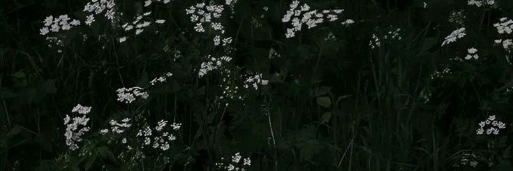 🚯┆νιктєя ✧ banner