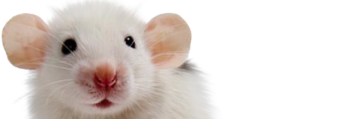 Maple Biggs banner