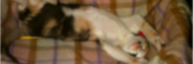 nomnom_00's profile banner image